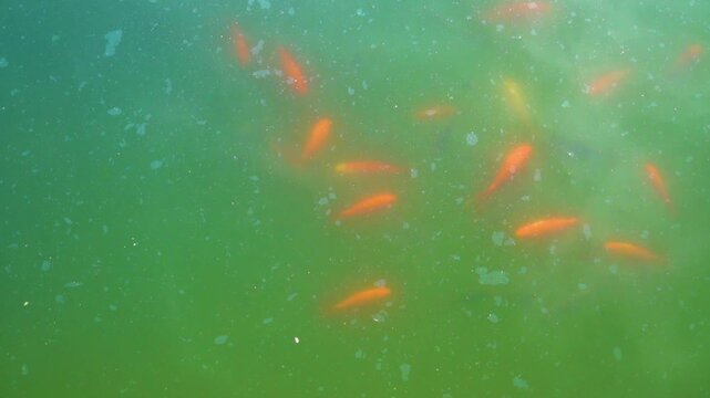 goldfish in the murky pond. China