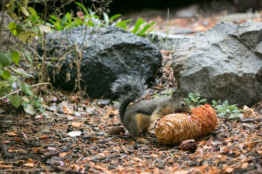 Chipmunk eating near pine cone on forest floor