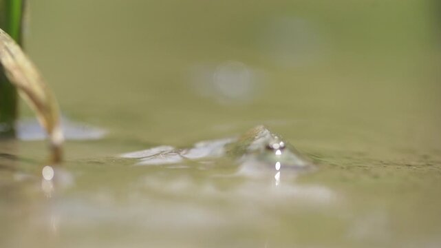 Tadpole Shrimp in Organic Rice Field - 청산도 유기농 논에서 서식하는 투구새우