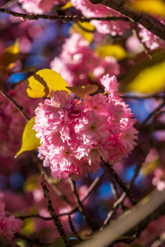 Bl&uuml;hende Sakura Kirschbl&uuml;ten im Fr&uuml;hling