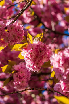 Bl&uuml;hende Sakura Kirschbl&uuml;ten im Fr&uuml;hling