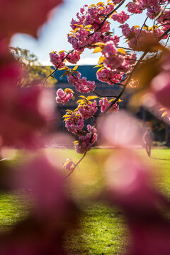 Bl&uuml;hende Sakura Kirschbl&uuml;ten im Fr&uuml;hling