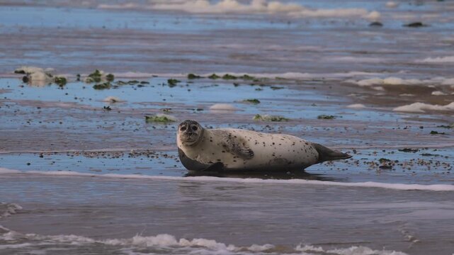 Harbor seal resting on wet beach sand near ocean waves - wildlife nature footage