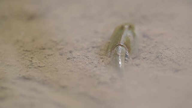 Tadpole Shrimp in Organic Rice Field - 청산도 유기농 논에서 서식하는 투구새우