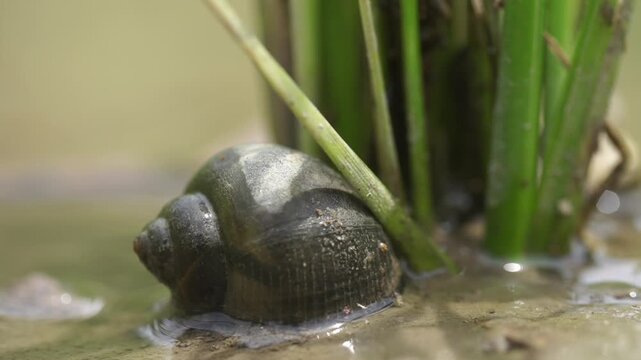 Fresh Water Snail in Organic Rice Field - 청산도 유기농 논에서 서식하는 우렁