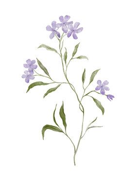 Lavender Purple Phlox Flower. Hand drawn illustration with delicate purple blossoms with five petals arranged on slender green stems. Watercolor wildflower nature of the plant. Botanical prints.