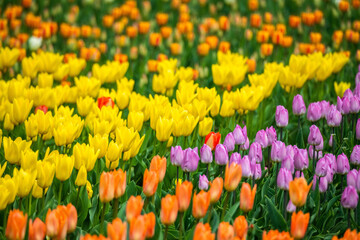 Obraz premium Colorful tulips in full bloom during spring. Close-up details and clusters of blossoms create a lively and decorative scene, symbolizing renewal, growth, and seasonal beauty.