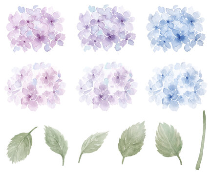 水彩あじさいイラスト
