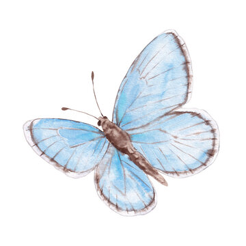 Blue Flying Butterfly Watercolor Illustration