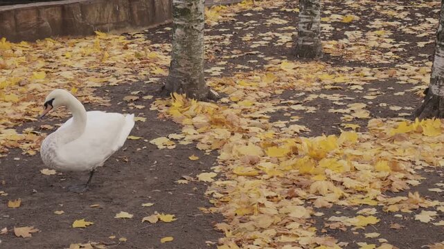 White swan stands on bare soil with curved neck in leaf-covered area. Tree trunk and low retaining wall visible in background.