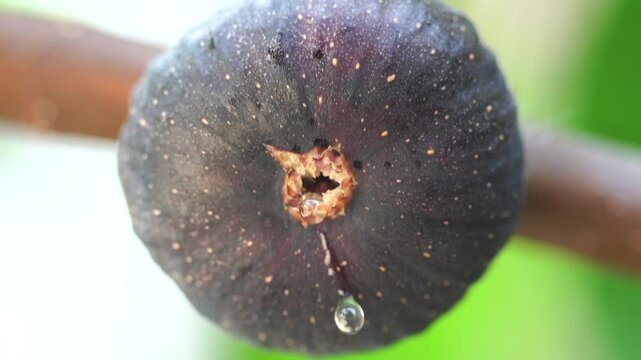 The figs are ripening in the fig orchard.