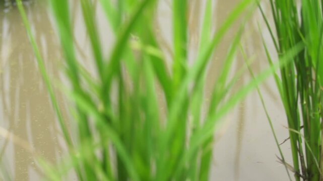 Rice Plants in Rice Field - 청산도 논과 벼