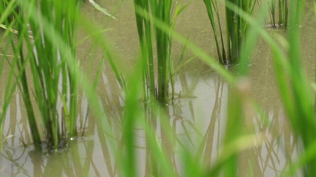Rice Plants in Rice Field - 청산도 논과 벼