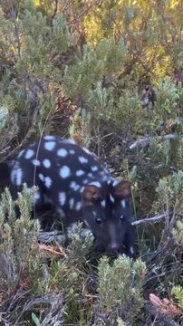 Rare Spotted Quoll Foraging in the Bush, Australian Wildlife