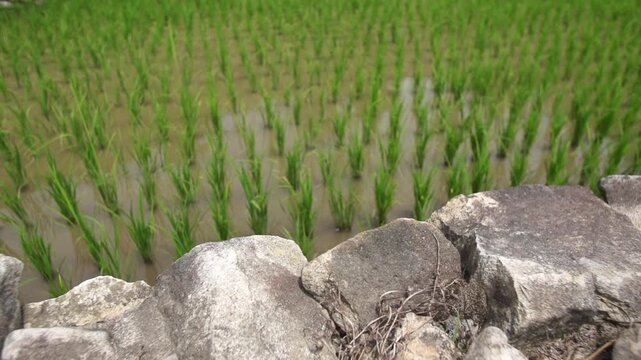 Rice Plants in Rice Field - 청산도 논과 벼