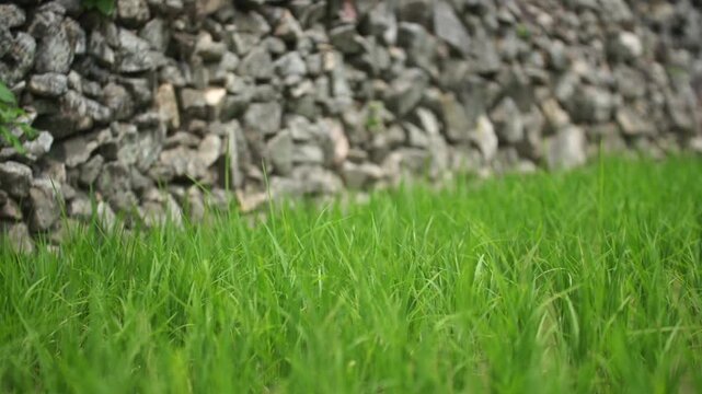 Rice Plants in Rice Field - 청산도 논과 벼