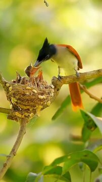 Asian Paradise Flycatcher Feeding Hungry Chicks in Nest