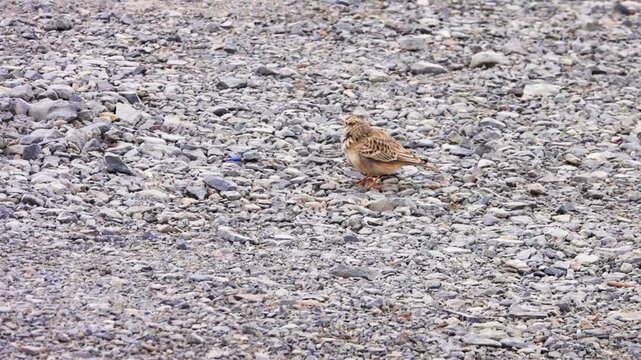 Crested lark (Galerida cristata) in Xinjiang Uygur Autonomous Region. China