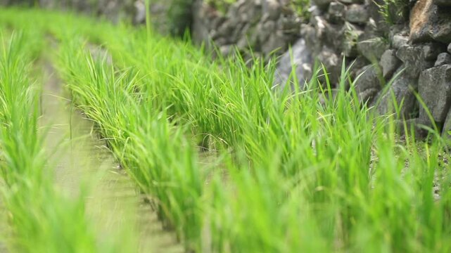 Rice Plants in Rice Field - 청산도 논과 벼