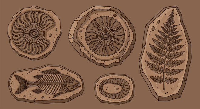 Set of ancient fossils including fish ammonites and fern leaves preserved in stone for paleontology study.