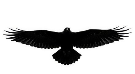 Obraz premium Black raven bird flying with wings spread