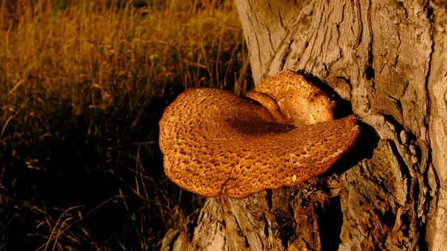 Large mushroom on a tree. Selective focus.
