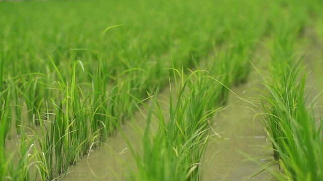 Rice Plants in Rice Field - 청산도 논과 벼