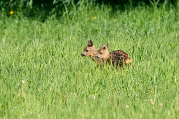 very young roe  deer triplets fawns in the grass © Duvekot Fotografie