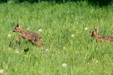very young roe  deer triplets fawns in the grass © Duvekot Fotografie