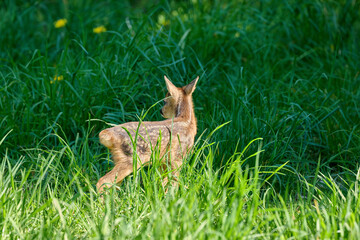 very young roe  deer triplets fawns in the grass © Duvekot Fotografie