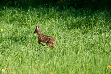 very young roe  deer triplets fawns in the grass © Duvekot Fotografie