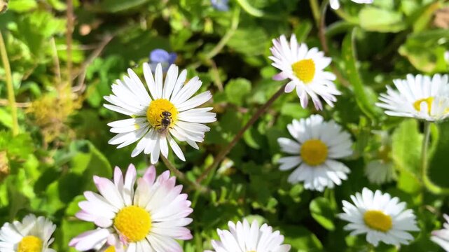 Sweat Bee nectaring on Daisy flowers in a meadow in spring in a domestic garden with wind. Halictus sp, Bellis perennis, Indre-et-Loire 37, r&eacute;gion Centre-Val de Loire, France, European Union, Europe