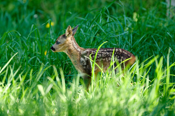 very young roe  deer triplets fawns in the grass © Duvekot Fotografie