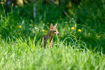 very young roe  deer triplets fawns in the grass © Duvekot Fotografie