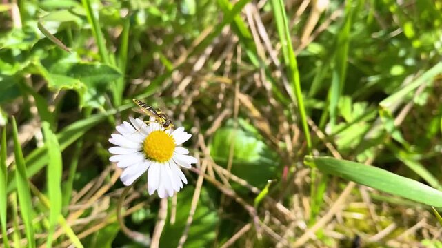 Female Long Hoverfly nectaring on Daisy flowers in a meadow in spring in a domestic garden with wind. Sphaerophoria scripta, Bellis perennis, Indre-et-Loire, r&eacute;gion Centre-Val de Loire, France, Europe