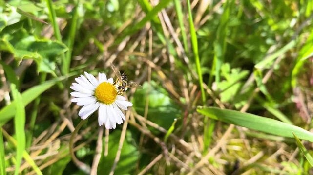 Female Long Hoverfly nectaring on Daisy flowers in a meadow in spring in a domestic garden with wind. Sphaerophoria scripta, Bellis perennis, Indre-et-Loire, r&eacute;gion Centre-Val de Loire, France, Europe