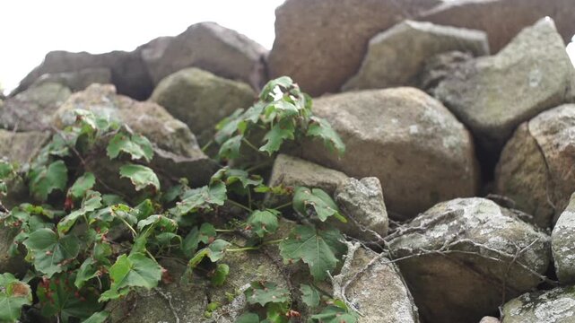Traditional Stone Wall in Village - 청산도 마을의 전통 방식 돌담