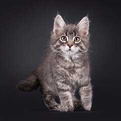 Obraz premium Expressive sweet Maine Coon cat kitten, walking towards camera. Looking straight into lens. Isolated on a black background.