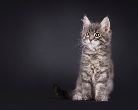 Expressive sweet Maine Coon cat kitten, sitting up side ways. Looking side ways and away from camera. Isolated on a black background.