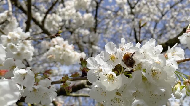 Hairy footed flower bee nectaring and flying on cherry blossoms and flying in spring in a domestic garden. Anthophora plumipes, Prunus avium, Indre-et-Loire 37, r&eacute;gion Centre, France, Europe