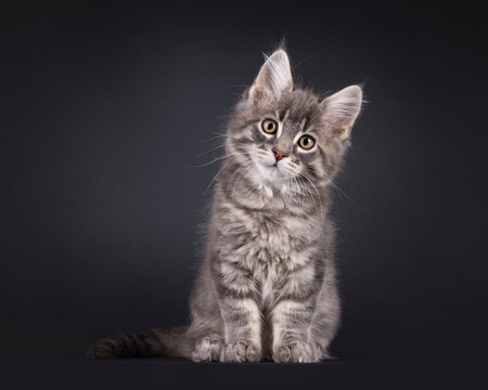 Expressive sweet Maine Coon cat kitten, sitting up facing front. Looking straight into camera. Isolated on a black background.