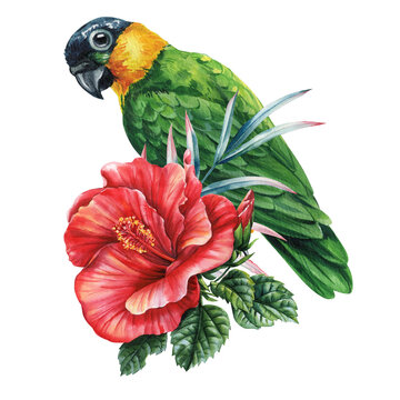 black headed caique parrot with red hibiscus flower tropical watercolor bird clipart for summer decor invitations and nursery art