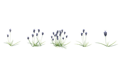 Grape Hyacinth (Muscari) Flower Border with Small Purple Blooms Isolated on Transparent Background. 3D rendering. © snesivan