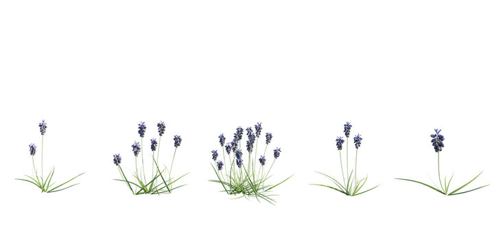 Grape Hyacinth (Muscari) Flower Border with Small Purple Blooms Isolated on Transparent Background. 3D rendering.
