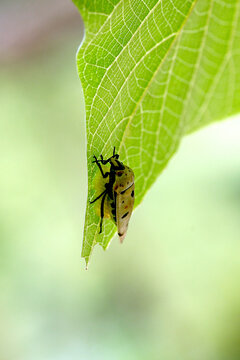 Spotted lanternfly nymph on a green leaf