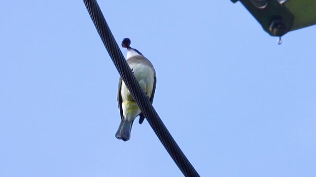 Chinese bulbul, Light-vented bulbul (Pycnonotus sinensis) Xinjiang Uygur Autonomous Region. China