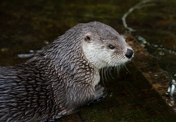 Fototapeta premium otter in the river