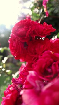 red roses in the garden