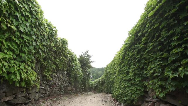 Traditional Stone Wall in Village - 청산도 마을의 전통 방식 돌담