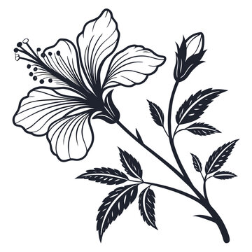 Pavonia Minimal Floral Vector Clipart